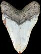 Bargain, Megalodon Tooth - North Carolina #45613-2